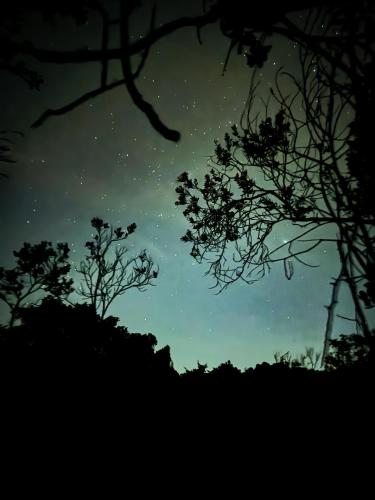 Una noche estrellada con árboles y un molino de viento. en Bosque Encantado Story, en Medellín