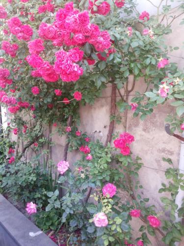 a bunch of pink roses hanging on a wall at Guest House Svetlana in Gori