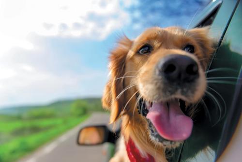 a dog sticking its head out the window of a car at Hartland Hideaway Lodge in Woolfardisworthy