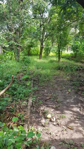 a dirt path in a field with trees and grass at Danoopa homestay in Savannakhet