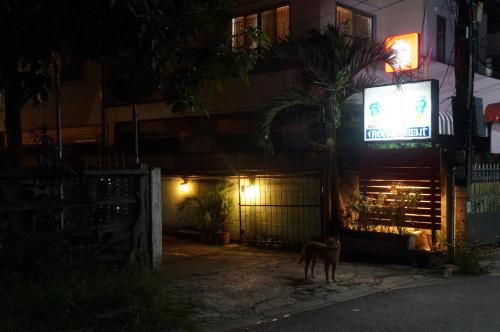 a dog standing in front of a building at night at Tanyahouse in Chiang Rai