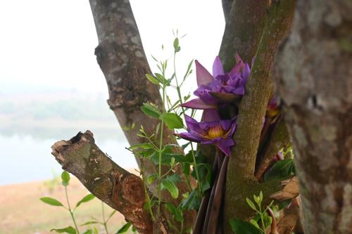 a purple flower is growing in a tree at Ananda Holiday Home in Ambalavayal