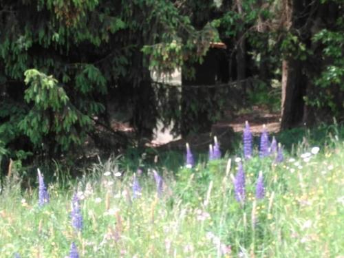 a field of purple flowers in the grass at Comfortable Apartment in Nemojov near Forest in Horní Nemojov