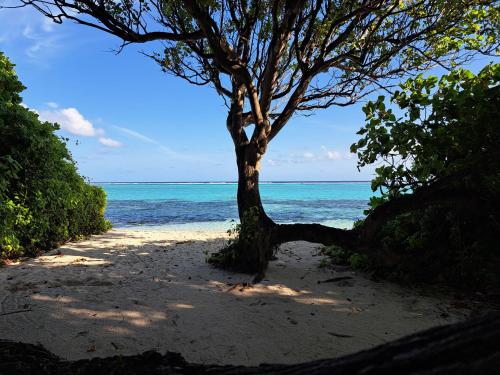 a tree on a sandy beach next to the ocean at Shams Thoddoo in Thoddoo