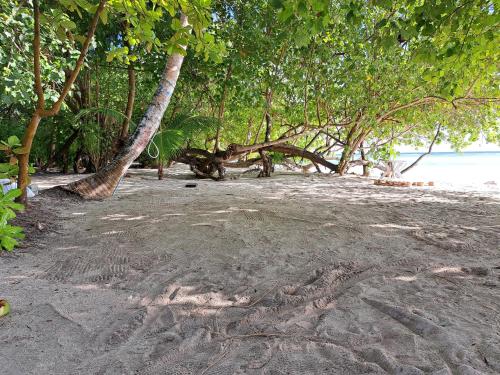 a sandy beach with trees and the ocean at Shams Thoddoo in Thoddoo