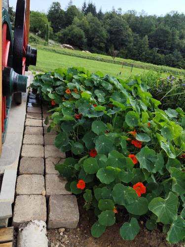 a garden with red flowers and green plants at Zeleni raj in Hreljin Ogulinski