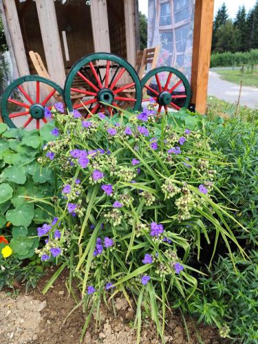 a garden with purple flowers in front of a building at Zeleni raj in Hreljin Ogulinski