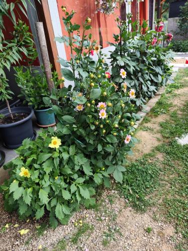 a row of plants with flowers in a garden at Zeleni raj in Hreljin Ogulinski