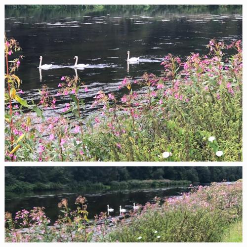 two pictures of white swans swimming in a river at Chalet LE LIRY in Tournavaux