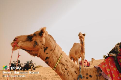 a close up of a camel in the desert at Treebo Desert Harmony Camp in Sām