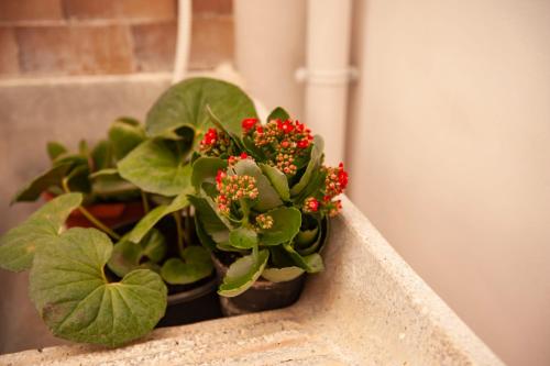 a plant with red flowers sitting on a ledge at Holiday House Annunziata in Termini Imerese