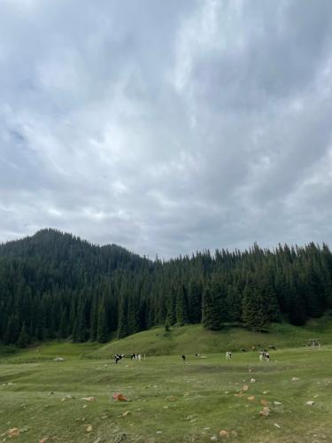 a group of horses grazing in a field with trees at Karkyra in Dzhergalan