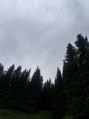 a row of trees in a field with the sky at Karkyra in Dzhergalan