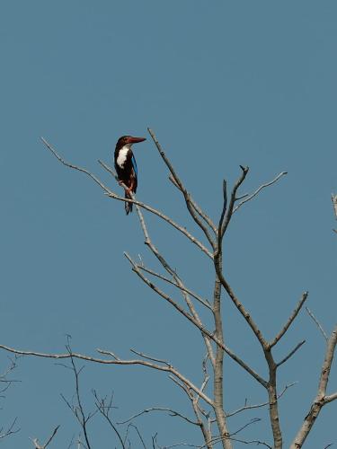 a bird perched on top of a tree branch at Eco Friendly Lodge in Udawalawe