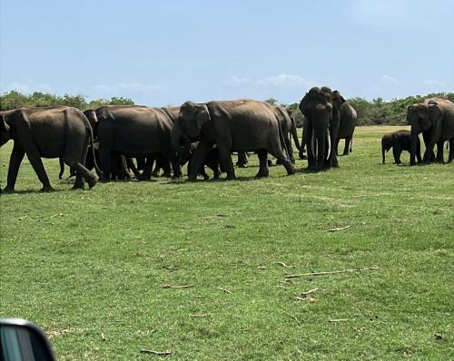 a herd of elephants walking in a field at Eco Friendly Lodge in Udawalawe