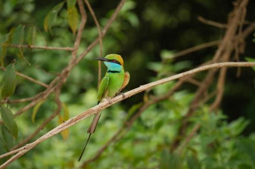 a colorful bird sitting on a tree branch at Eco Friendly Lodge in Udawalawe