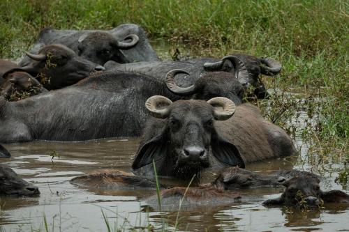 a herd of buffalo swimming in the water at Eco Friendly Lodge in Udawalawe