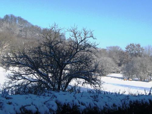 a tree in a field covered in snow at Auberge Du Parc in Baudricourt