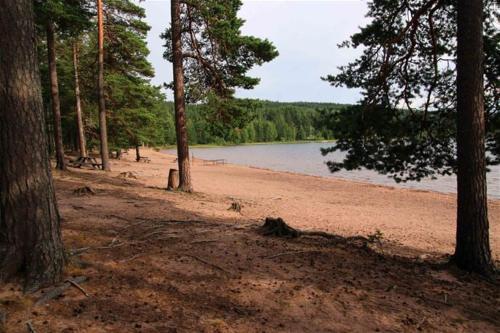 a sandy beach with trees and a body of water at Charmig stuga nära Dammsjön in Gustafs