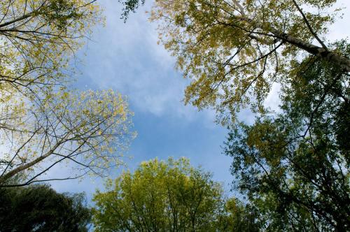 a group of trees looking up into the sky at B&B Maison Kerkhove in Kerkhove