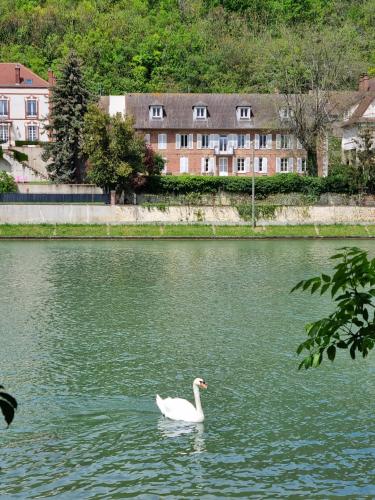a swan swimming in a lake with buildings in the background at Merlin Cottage in Montereau-Fault-Yonne