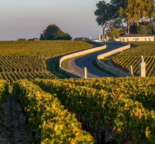 a winding road through a vineyard in a field at Idéal pour un séjour à Bordeaux in Blanquefort