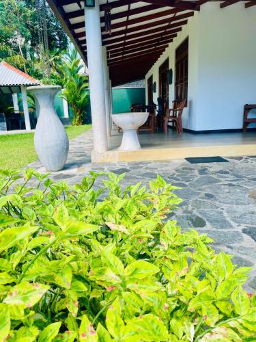 Κήπος έξω από το Mango Villa Bentota