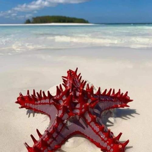 a red starfish sitting on a sandy beach at Baga Moyo House in Kiwengwa