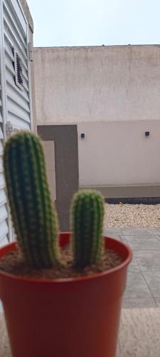a green cactus in a red pot in a yard at Descanso en el Sur in Playa Unión
