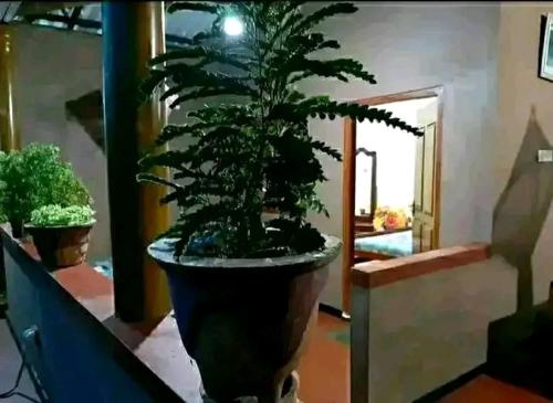 a plant in a pot sitting on a table at THE SOCUND HOME GEST HOWSE & HOTELL RooMS FACILITIS in Hambantota