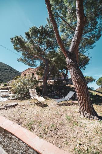 two chairs and a tree in a yard at Casa Zip in Marciana