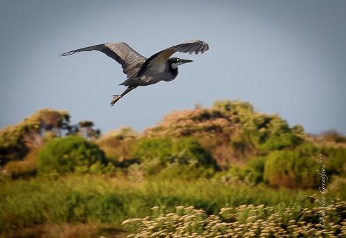 a bird flying in the sky over a field at St Francis Links - Elegant, Golfside & Coastal Apartment in St Francis Bay