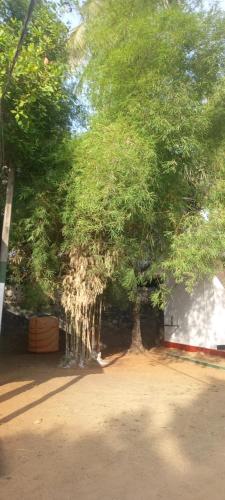 a group of trees in front of a building at Crown Majesty - Arugambay in Pottuvil