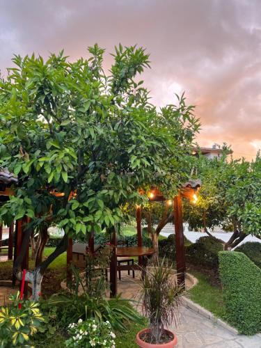 a garden with a bench and trees and lights at Hotel Kaceli in Berat
