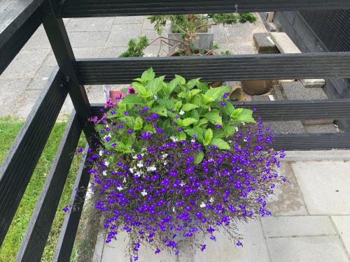 a pot of purple and white flowers on a balcony at Groot hoek Chalet met Airco ,Wasmachine, Vaatwasser,Droger en luxe keuken en zwembad op camping! Immer Besser! in Rijs
