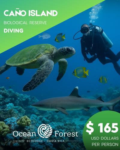 a turtle swimming in the ocean with a diver at Ocean Forest Ecolodge in San Pedrillo