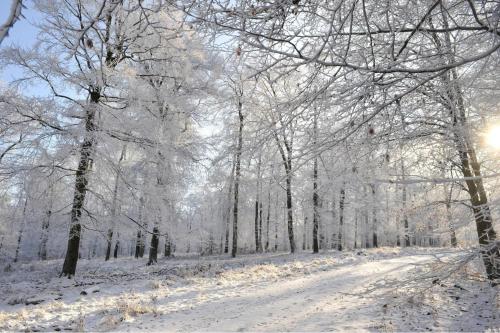 a snowy road in a forest with snow covered trees at La Chambre Forte in Paliseul