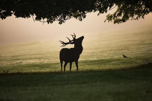 a deer standing under a tree in a field at La Chambre Forte in Paliseul