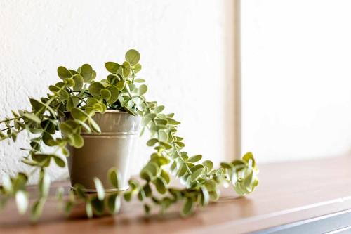 a plant in a pot sitting on a window sill at 304 Balcony apt Walk to Zocalo AC Rooftop in Mexico City