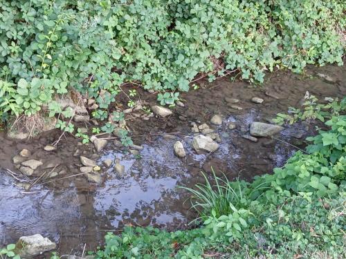 a small stream of water with plants and rocks at Vila SVITAC Banja Vrujci in Mionica