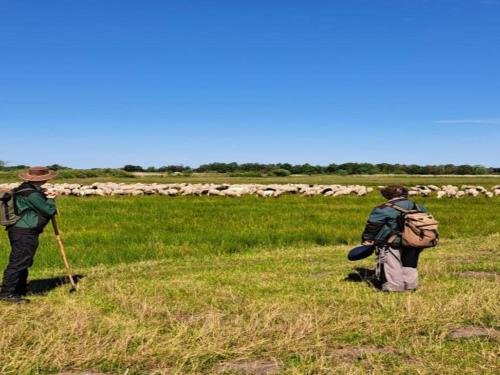two people with backpacks walking in a field with a herd of sheep at Chalet in Hengelo near Twickel Castle in Haaksbergen