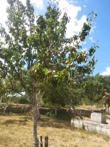 an apple tree with apples on it in a cemetery at Seoski dom in Šavnik