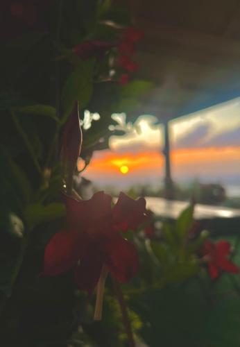 a red flower with the sunset in the background at Dimora Acqua del Fico in Castellabate