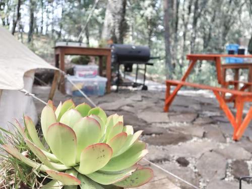 a green plant sitting in front of a grill at Glamping La Calma, Disfruta y Relájate en Omitlán in Omitlán de Juárez