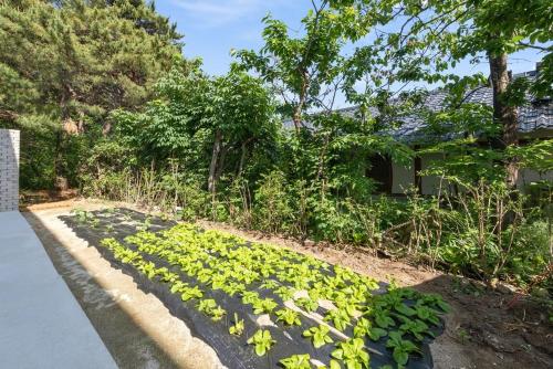 Zahrada ubytování Gangneung Badasol Pension