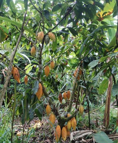 a tree with lots of fruit on it at Hotel Tari in Mocoa