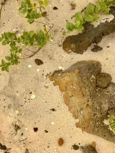 a plant on the ground with dirt and rocks at Pyoseon Mansion in Seogwipo