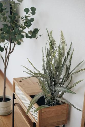 a plant in a wooden box on a table at Furano Cozy Whole House for 6 - Near lavender farm and Ski Resort - free parking in Nakafurano