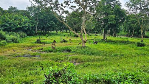 a field of grass with a tree in the middle at Meadow Resorts in Vythiri