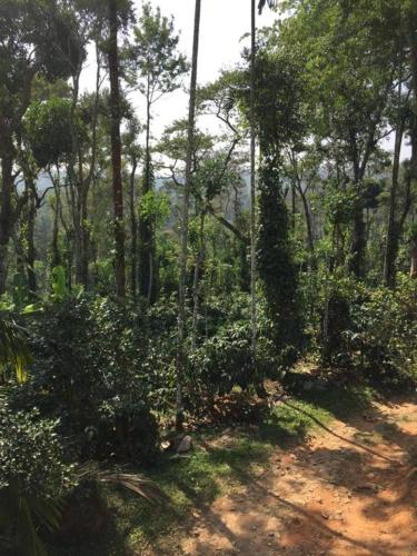 a dirt road in the middle of a forest at Meadow Resorts in Vythiri